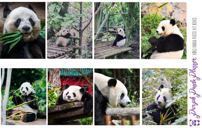 Panda Weekly Photo Kit for Planner or Bullet Journal, Functional Stickers | K063 64 65