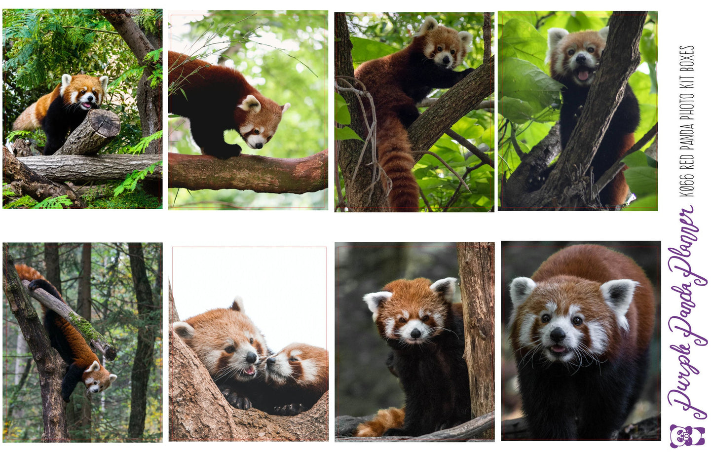 Red Panda Weekly Photo Kit for Planner or Bullet Journal, Functional Stickers | K066 67 68